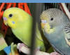 Natty Newfeather's(TM) NO-PLUCK Leather Collar - Extra Small (Budgies, Parrotlets, Lovebirds)
